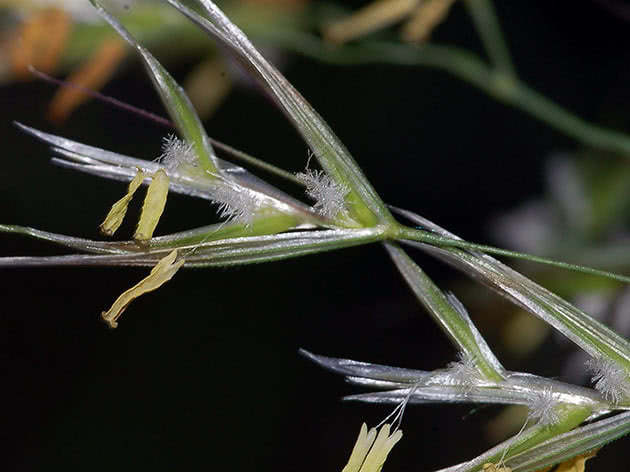 Овсец пушистый (Helictotrichon pubescens)