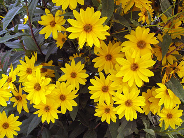 Гелиопсис подсолнечниковый (Heliopsis helianthoides)