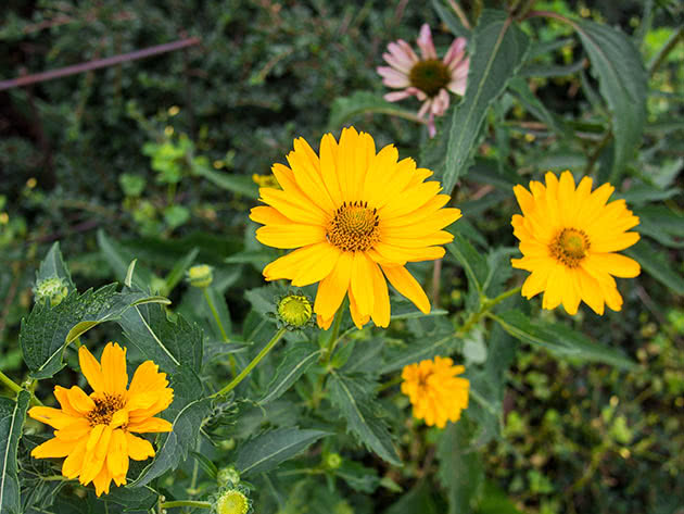 Гелиопсис шероховатый (Heliopsis hеlianthoidеs var. Scabra)