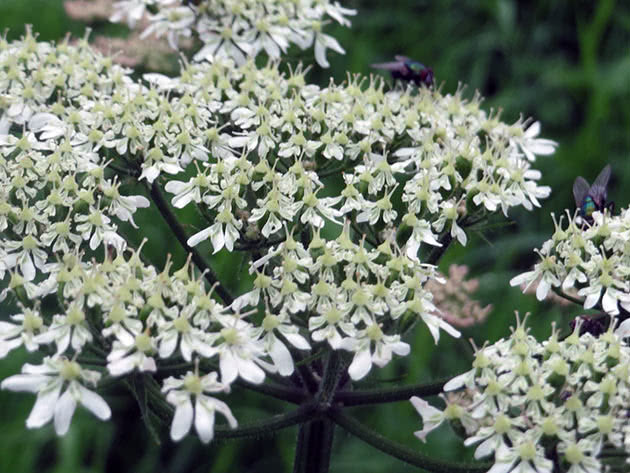Борщевик обыкновенный (Heracleum sphondylium)