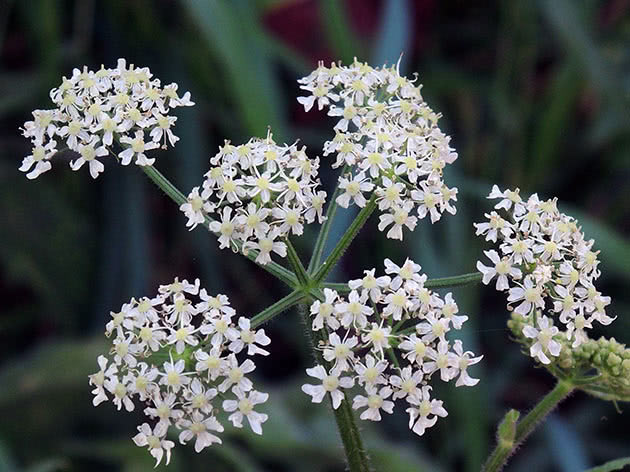 Борщевик сибирский (Heracleum sibiricum)