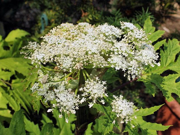 Борщевик Мантегацци (Heracleum mantegazzianum)