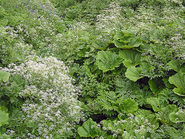 Борщевик Сосновского (Heracleum sosnowskyi)