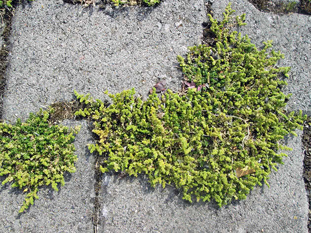 Грыжник гладкий (Herniaria glabra)