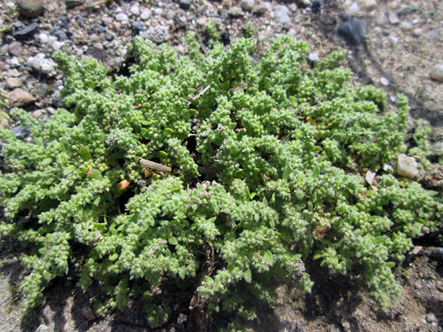Грыжник волосистый (Herniaria hirsuta)