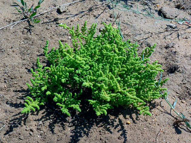 Грыжник многобрачный (Herniaria polygama)