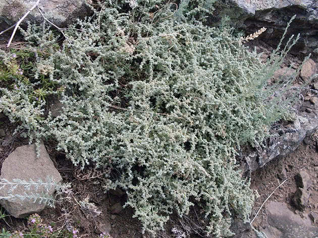 Грыжник седой (Herniaria incana)