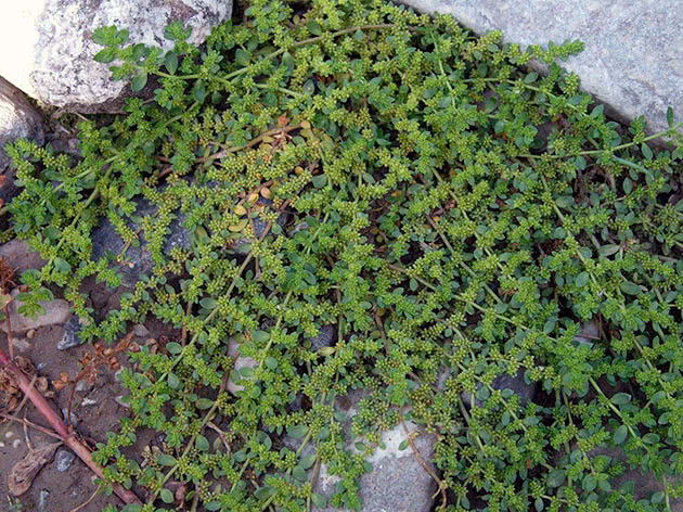 Грыжник кавказский (Herniaria caucasica)