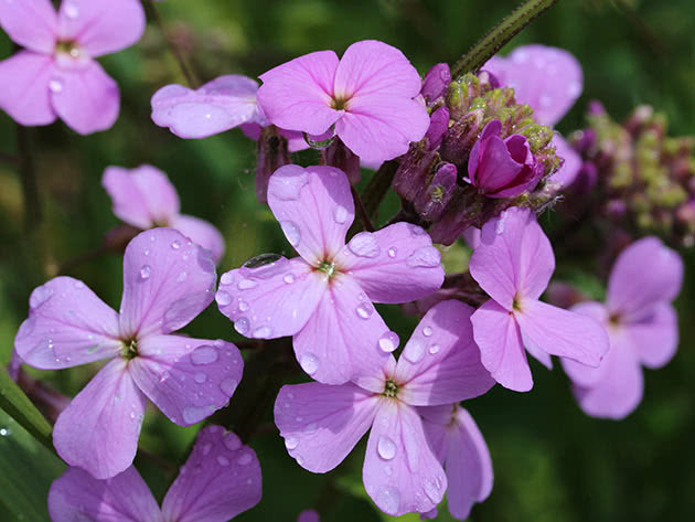 Вечерница матроны (Нesperis matronalis)