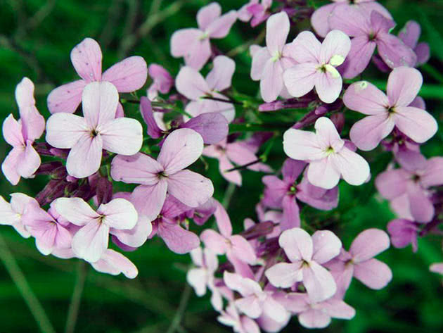 Вечерница сибирская (Hesperis sibirica)