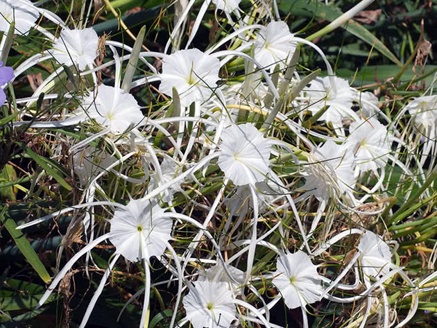 Гименокаллис карибский (Hymenocallis caribaea)