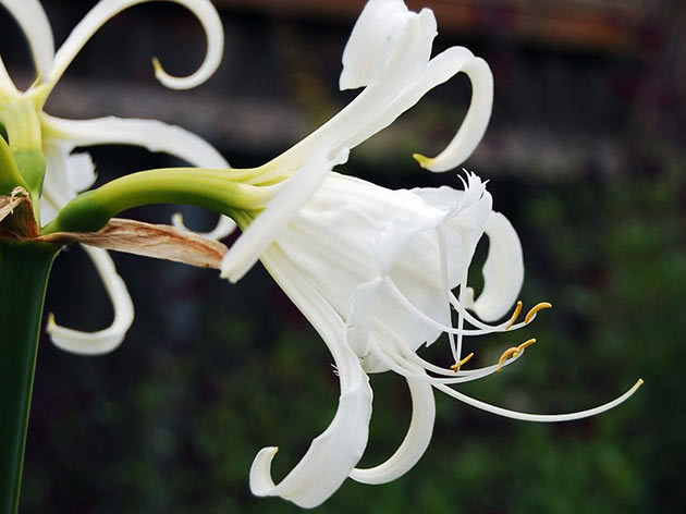 Гименокаллис фесталис (Hymenocallis festalis)