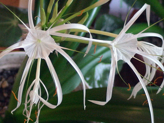 Гименокаллис прибрежный (Hymenocallis littoralis)