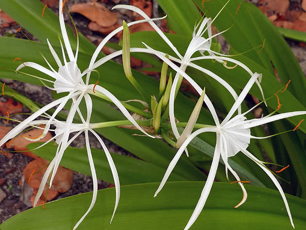 Гименокаллис широколистный (Hymenocallis latifolia)