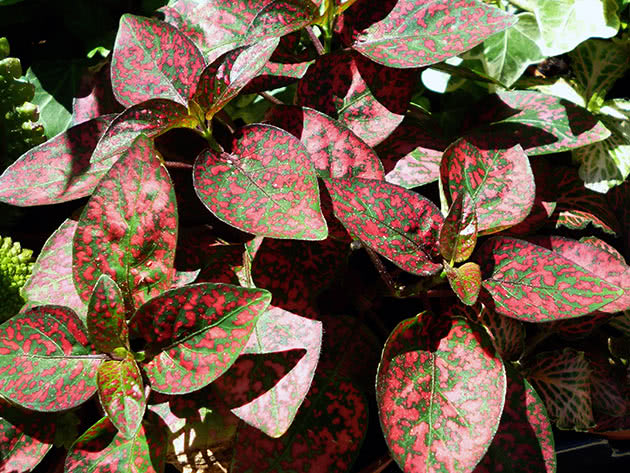 Гипоэстес красный (Hypoestes sanguinolenta)