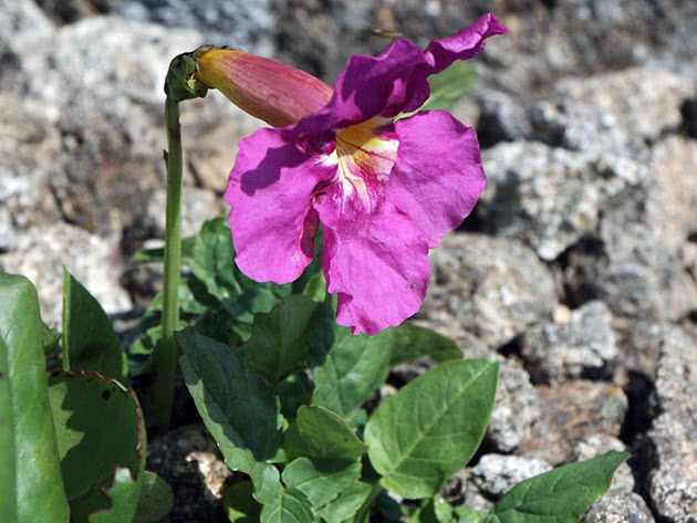 Инкарвиллея Майра (Incarvillea mairei = Incarvillea grandiflora = Tecoma mairei)