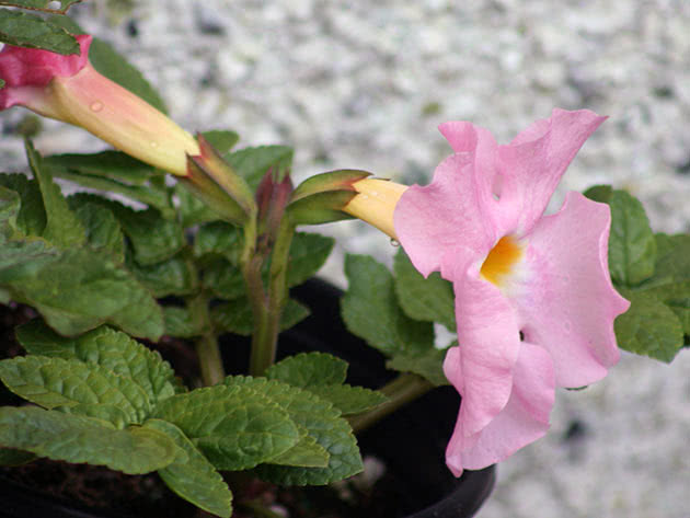 Инкарвиллея плотная (Incarvillea compacta)
