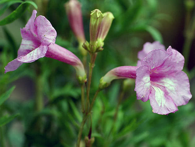 Инкарвиллея Ольги (Incarvillea olgae)