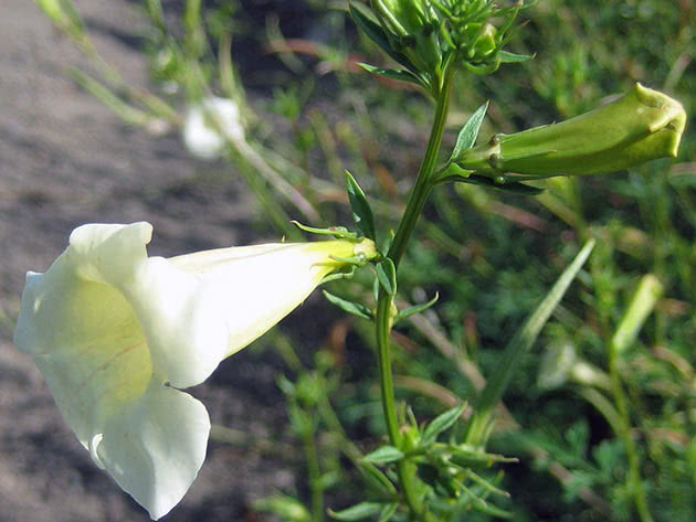Инкарвиллея китайская (Incarvillea sinensis)