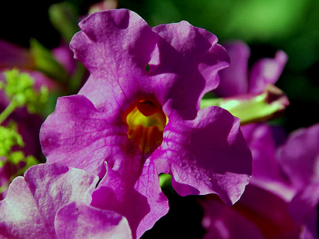 Инкарвиллея Делавея (Incarvillea delavayi)