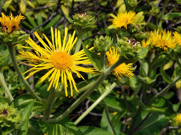 Девясил Ройла (Inula royleana)