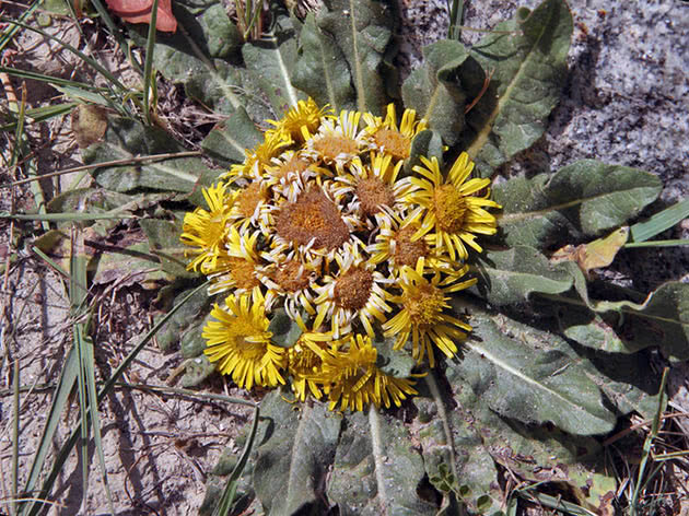 Девясил корнеголовый (Inula rhizocephala)