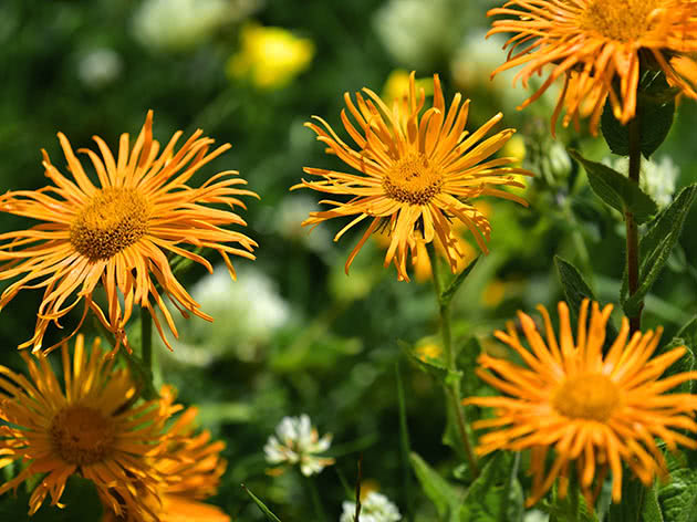 Девясил восточный (Inula orientalis)