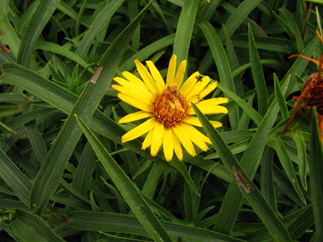 Девясил мечелистный (Inula ensifolia)