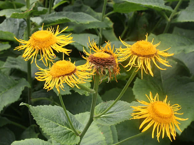 Девясил великолепный (Inula magnifica)
