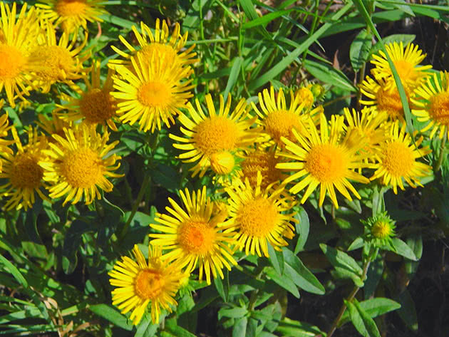 Девясил британский (Inula britannica)