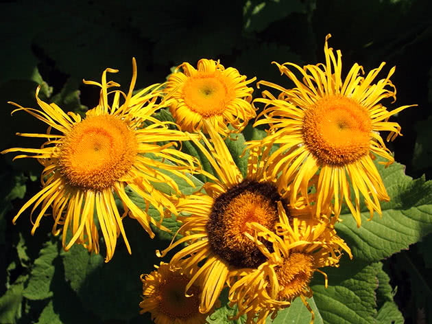 Девясил высокий (Inula helenium)