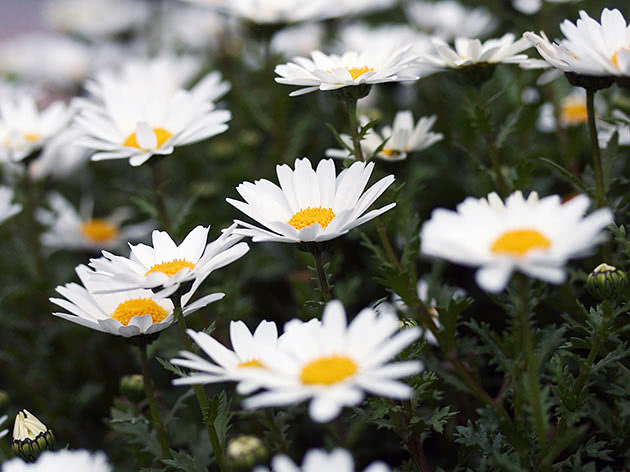 Нивяник болотный (Leucanthemum paludosum)