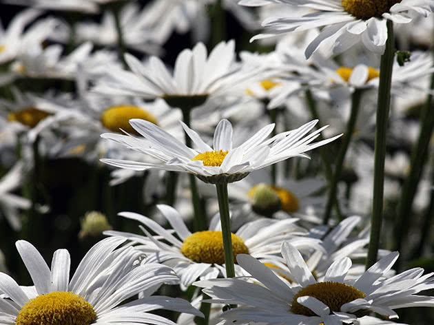 Нивяник наибольший (Leucanthemum maximum)