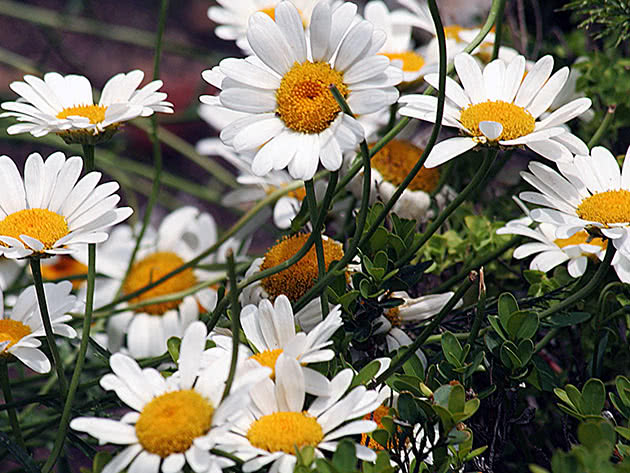 Нивяник обыкновенный (Leucanthemum vulgare)