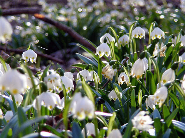 Белоцветник весенний (Leucojum vernum)