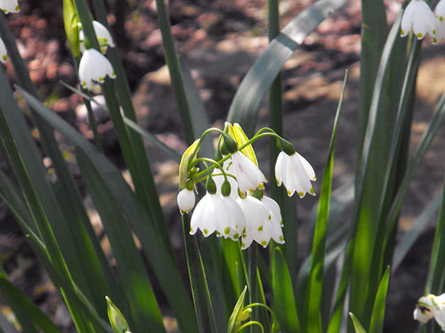 Белоцветник летний (Leucojum aestivum)