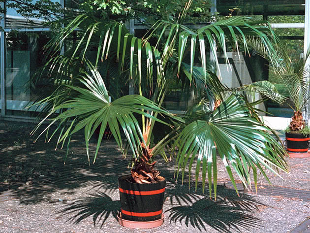 Ливистона китайская (Livistona chinensis)