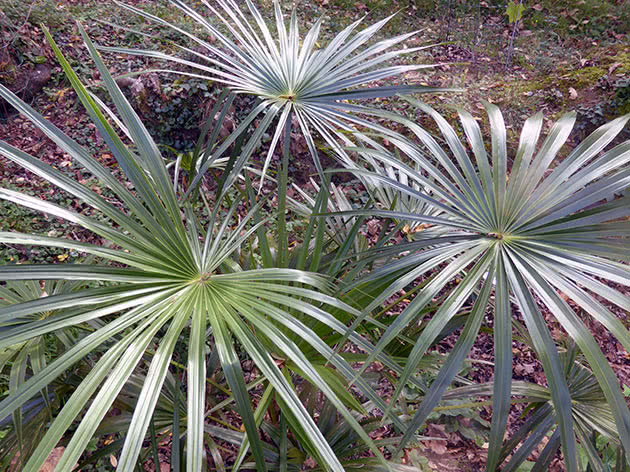 Ливистона южная (Livistona australis)