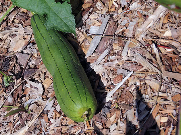 Люфа циліндрична (Luffa aegyptiaca)
