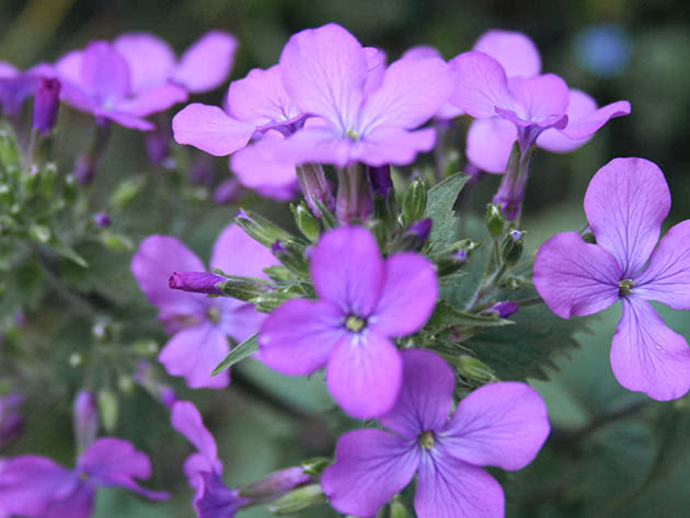 Лунник однолетний (Lunaria annua)