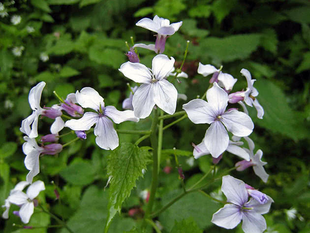 Лунник оживающий (Lunaria rediviva)