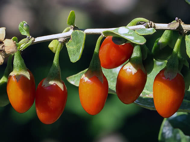 Дереза тибетская (Lycium barbarum)