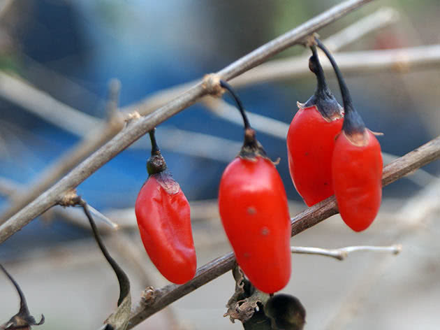 Дереза китайская (Lycium chinense)