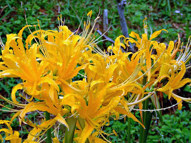 Ликорис золотистый (Lycoris aurea)