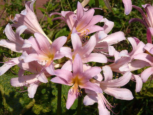 Ликорис чешуйчатый (Lycoris squamigera)