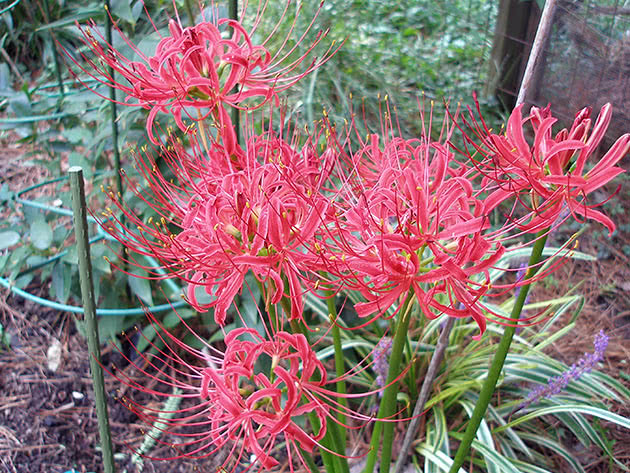 Ликорис лучистый (Lycoris radiata)