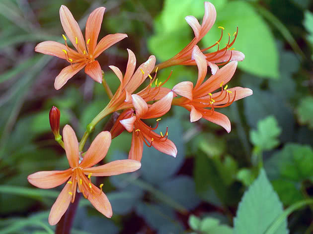 Ликорис кроваво-красный (Lycoris sanguinea)