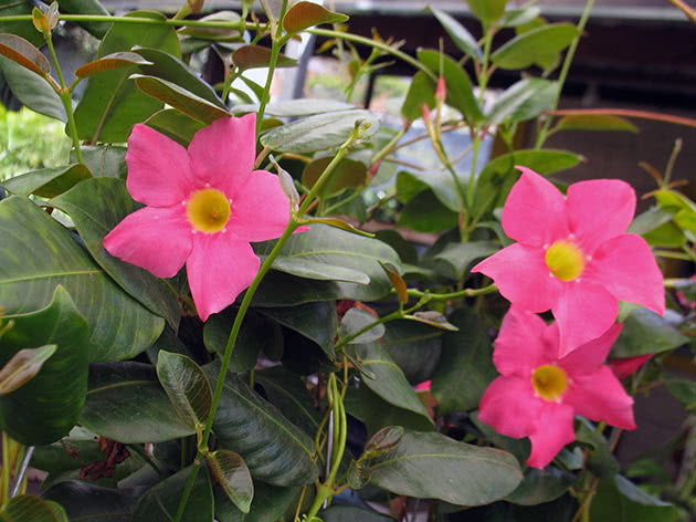 Дипладения Сандера (Dipladenia sanderi)