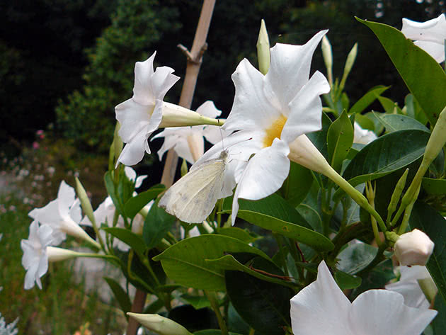 Дипладения рыхлая (Dipladenia laxa)