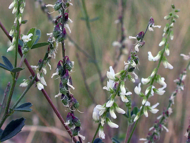Донник белый (Melilotus albus)